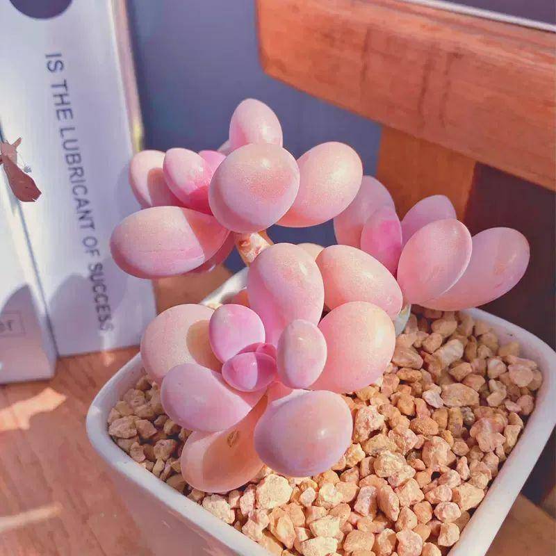 多肉桃蛋用什么盆養_多肉桃蛋植物怎么養_多肉桃蛋怎養