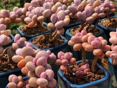 11月后養多肉桃蛋，牢記3個“多”，養出好狀態