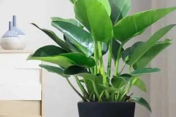 大葉子的綠植有哪些_綠植大葉子叫什么花_植物葉子大