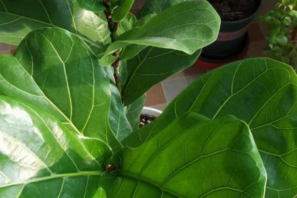 大葉子的綠植有哪些_植物葉子大_綠植大葉子叫什么花