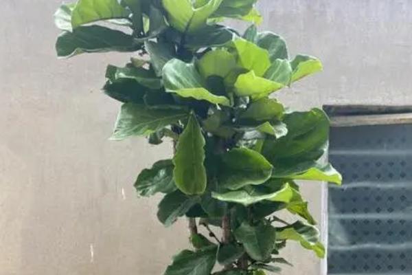 植物葉子大_綠植大葉子叫什么花_大葉子的綠植有哪些