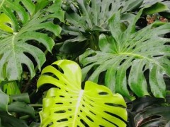 有哪些室內大葉子的綠植，常見的有大葉綠蘿、龜背竹等