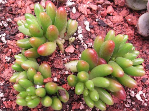 介紹多肉植物_植物多肉介紹標簽卡幼兒園_植物多肉介紹卡