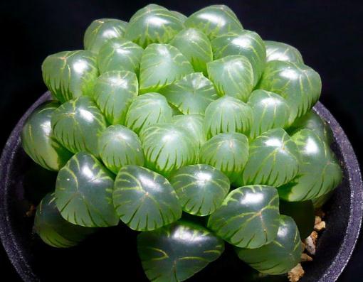 植物多肉介紹標簽卡幼兒園_介紹多肉植物_植物多肉介紹卡