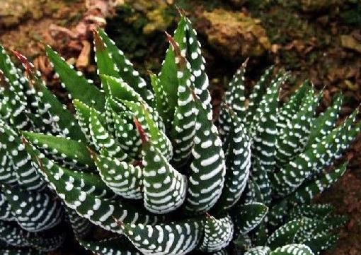 植物多肉介紹卡_植物多肉介紹標簽卡幼兒園_介紹多肉植物