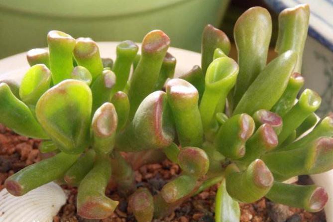 植物多肉介紹卡_植物多肉介紹標簽卡幼兒園_介紹多肉植物