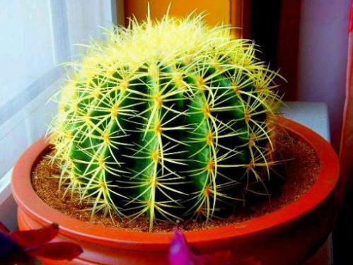 介紹多肉植物_植物多肉介紹卡_植物多肉介紹標簽卡幼兒園