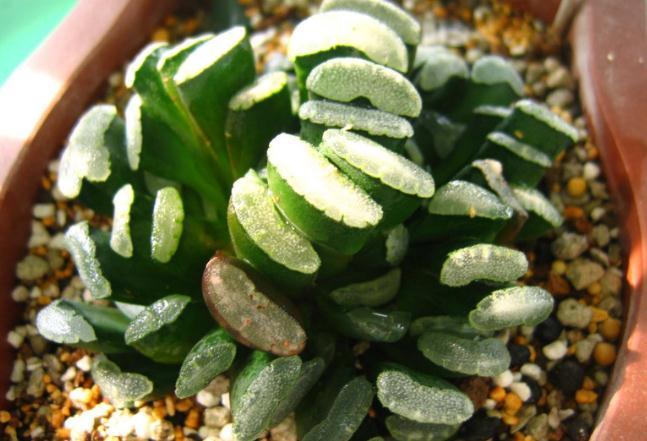 植物多肉介紹卡_植物多肉介紹標簽卡幼兒園_介紹多肉植物