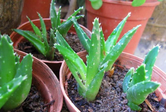 植物多肉介紹卡_介紹多肉植物_植物多肉介紹標簽卡幼兒園