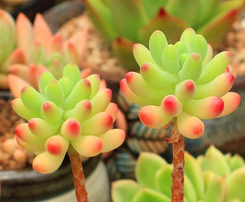 植物多肉介紹標簽卡幼兒園_植物多肉介紹卡_介紹多肉植物