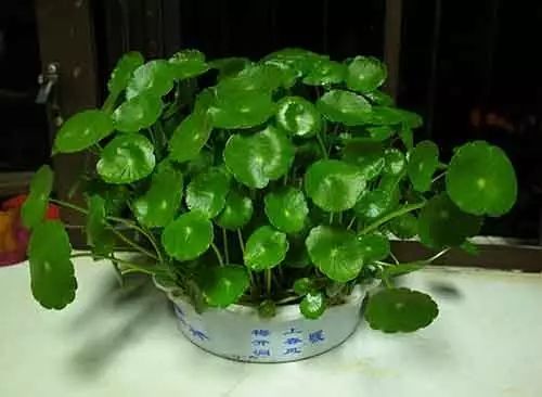 培養土銅錢草爆盆怎么辦_銅錢草土培怎么澆水_銅錢草土培怎么養爆盆