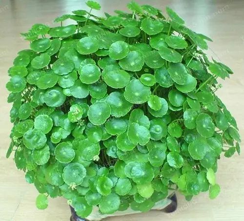 培養土銅錢草爆盆怎么辦_銅錢草土培怎么養爆盆_銅錢草土培怎么澆水