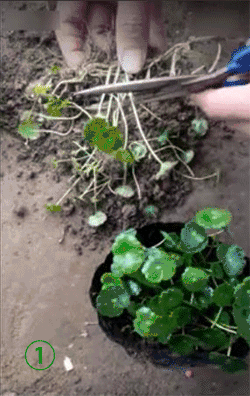 培養土銅錢草爆盆怎么辦_銅錢草土培怎么澆水_銅錢草土培怎么養爆盆