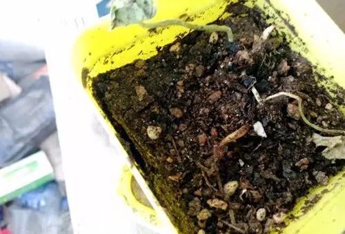 銅錢草土培怎么澆水_培養土銅錢草爆盆怎么辦_銅錢草土培怎么養爆盆