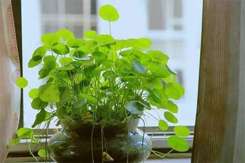 銅錢草土培怎么澆水_培養土銅錢草爆盆怎么辦_銅錢草土培怎么養爆盆