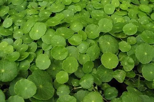 銅錢草土培怎么澆水_銅錢草土培怎么養爆盆_培養土銅錢草爆盆怎么辦