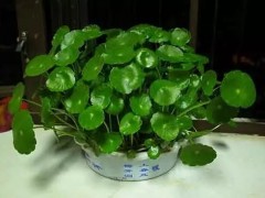 銅錢草的養護方法與爆盆技巧