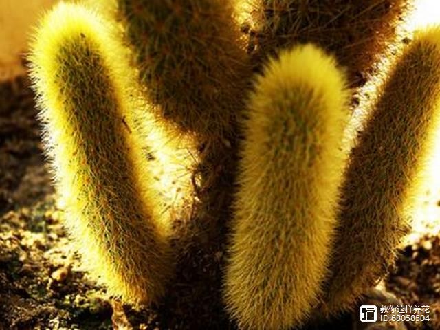 名貴的多肉植物有哪些_名貴植物多肉有哪些_名貴植物多肉有什么特點