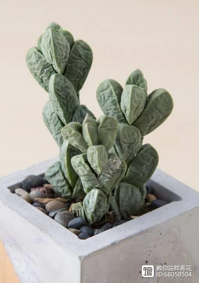 名貴植物多肉有什么特點_名貴的多肉植物有哪些_名貴植物多肉有哪些