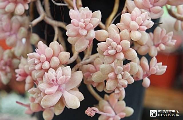 名貴的多肉植物有哪些_名貴植物多肉有哪些_名貴植物多肉有什么特點