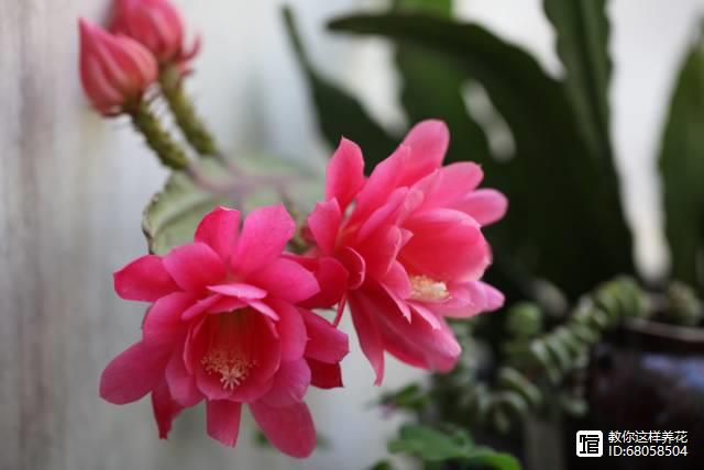 名貴植物多肉有哪些_名貴的多肉植物有哪些_名貴植物多肉有什么特點