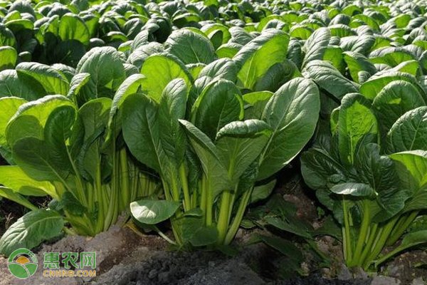 春季蔬菜種植有什么好處_春季種植的蔬菜有哪些_春季蔬菜種植有哪些品種圖片
