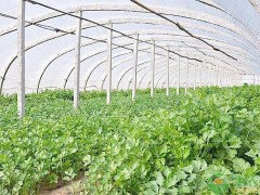 春季蔬菜種植時間表