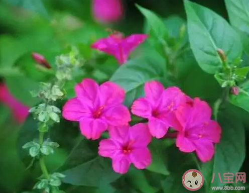 適合室內(nèi)養(yǎng)的綠植物_適合在室內(nèi)養(yǎng)的綠植_室內(nèi)養(yǎng)綠植適合種什么花