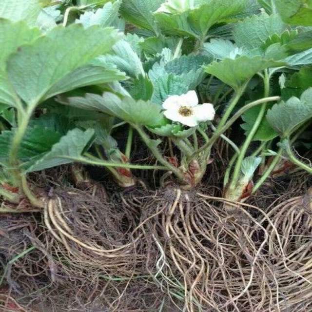 種植草莓管理技術要點_大棚草莓的種植方法及管理技術_草莓種植與管理技術
