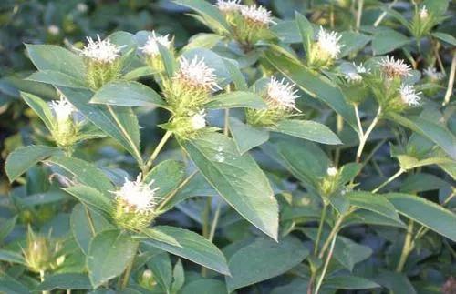 藥材蒼術_藥材蒼術價格表_藥材蒼術多少錢一斤