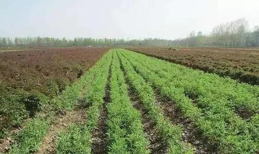 藥材蒼術多少錢一斤_藥材蒼術_藥材蒼術價格表