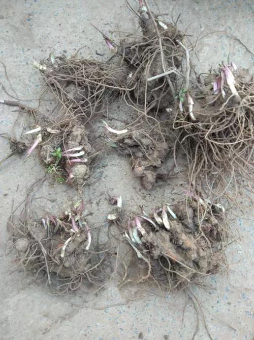 藥材蒼術_藥材蒼術多少錢一斤_藥材蒼術價格表