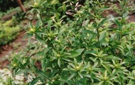 藥材蒼術價格表_藥材蒼術_藥材蒼術多少錢一斤