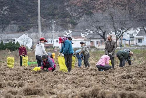 藥材蒼術_藥材蒼術多少錢一斤_藥材蒼術價格表