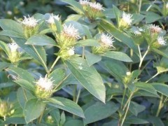 蒼術的需求量越來越大，怎樣進行人工種植呢？