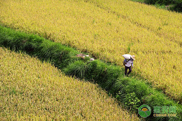 農藥戊唑醇是干什么的_農藥戊唑醇的使用說明_戊唑醇農藥防治哪些病