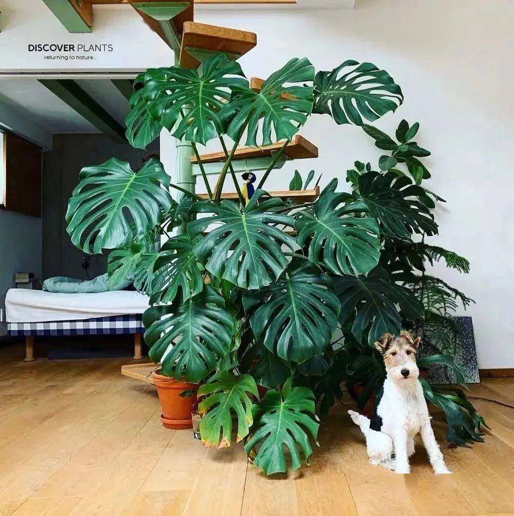 大葉綠植有毒嗎_大葉綠植有哪些_綠植大葉有斑點(diǎn)怎么回事