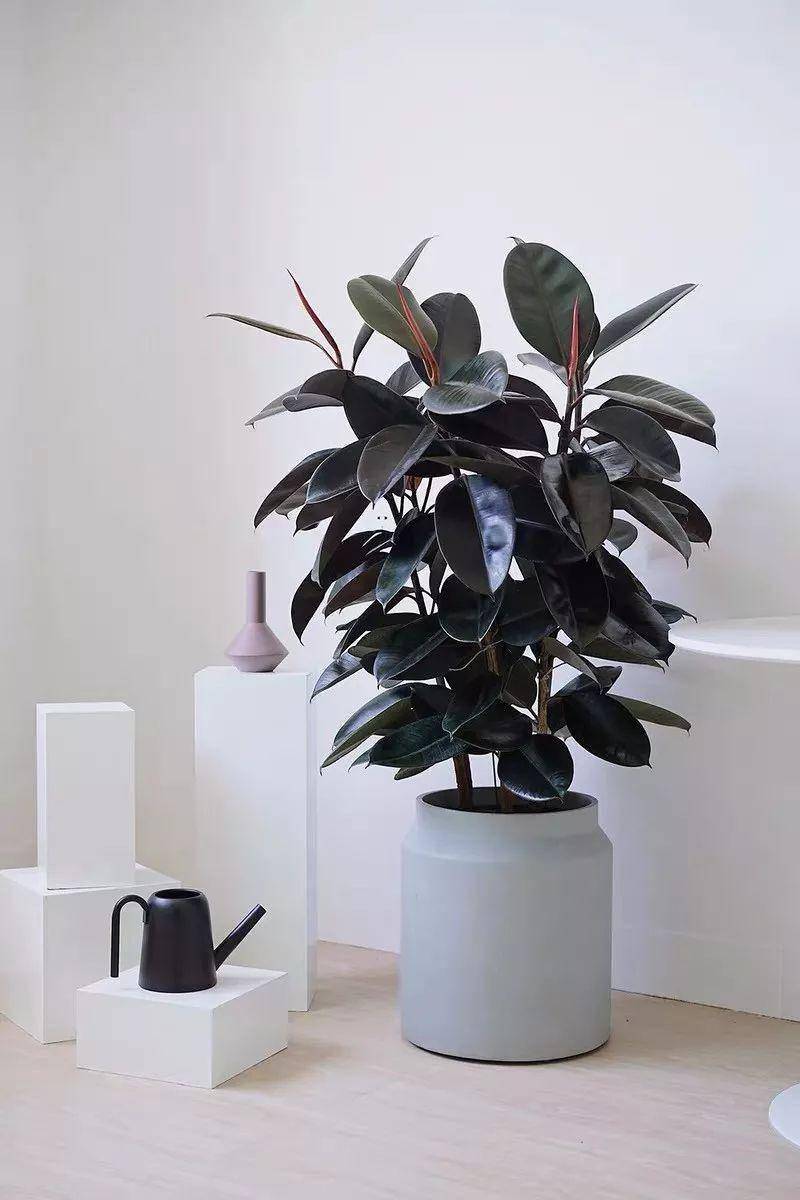 大葉綠植有哪些_綠植大葉有斑點(diǎn)怎么回事_大葉綠植有毒嗎