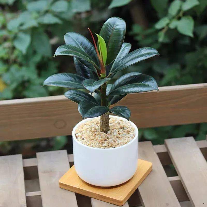 綠植大葉有斑點(diǎn)怎么回事_大葉綠植有哪些_大葉綠植有毒嗎