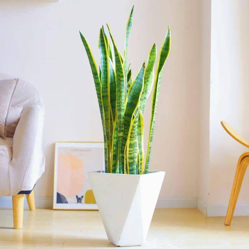 綠植大葉有斑點(diǎn)怎么回事_大葉綠植有毒嗎_大葉綠植有哪些