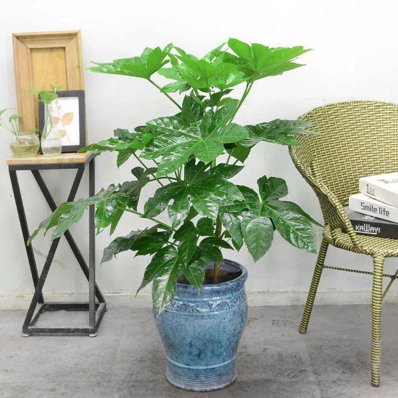 大葉綠植有毒嗎_綠植大葉有斑點(diǎn)怎么回事_大葉綠植有哪些