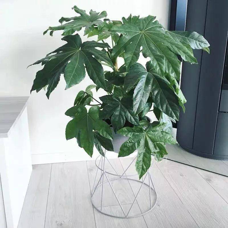 綠植大葉有斑點(diǎn)怎么回事_大葉綠植有哪些_大葉綠植有毒嗎