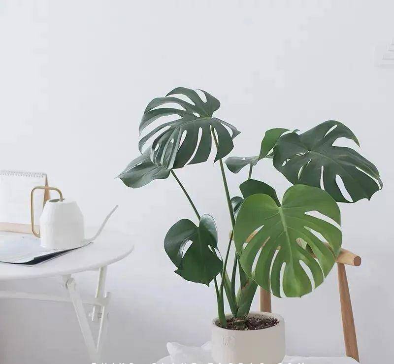 大葉綠植有哪些_大葉綠植有毒嗎_綠植大葉有斑點(diǎn)怎么回事