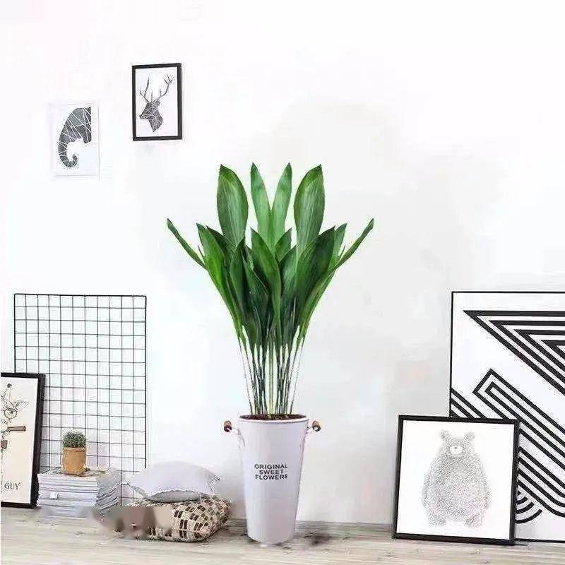 大葉綠植有哪些_大葉綠植有毒嗎_綠植大葉有斑點(diǎn)怎么回事