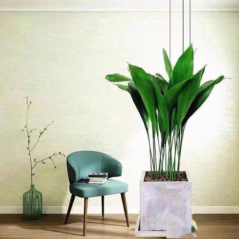 大葉綠植有毒嗎_大葉綠植有哪些_綠植大葉有斑點(diǎn)怎么回事