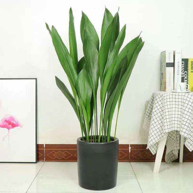 綠植大葉有斑點(diǎn)怎么回事_大葉綠植有毒嗎_大葉綠植有哪些