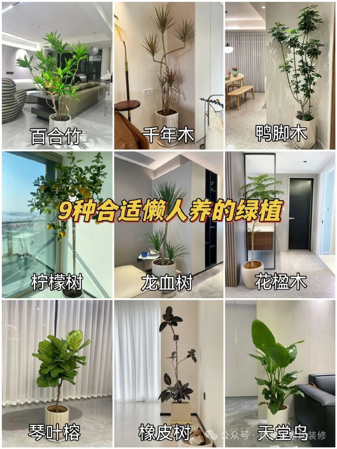 懶人養(yǎng)植物_最適合懶人養(yǎng)的綠植_養(yǎng)綠植適合懶人養(yǎng)嗎