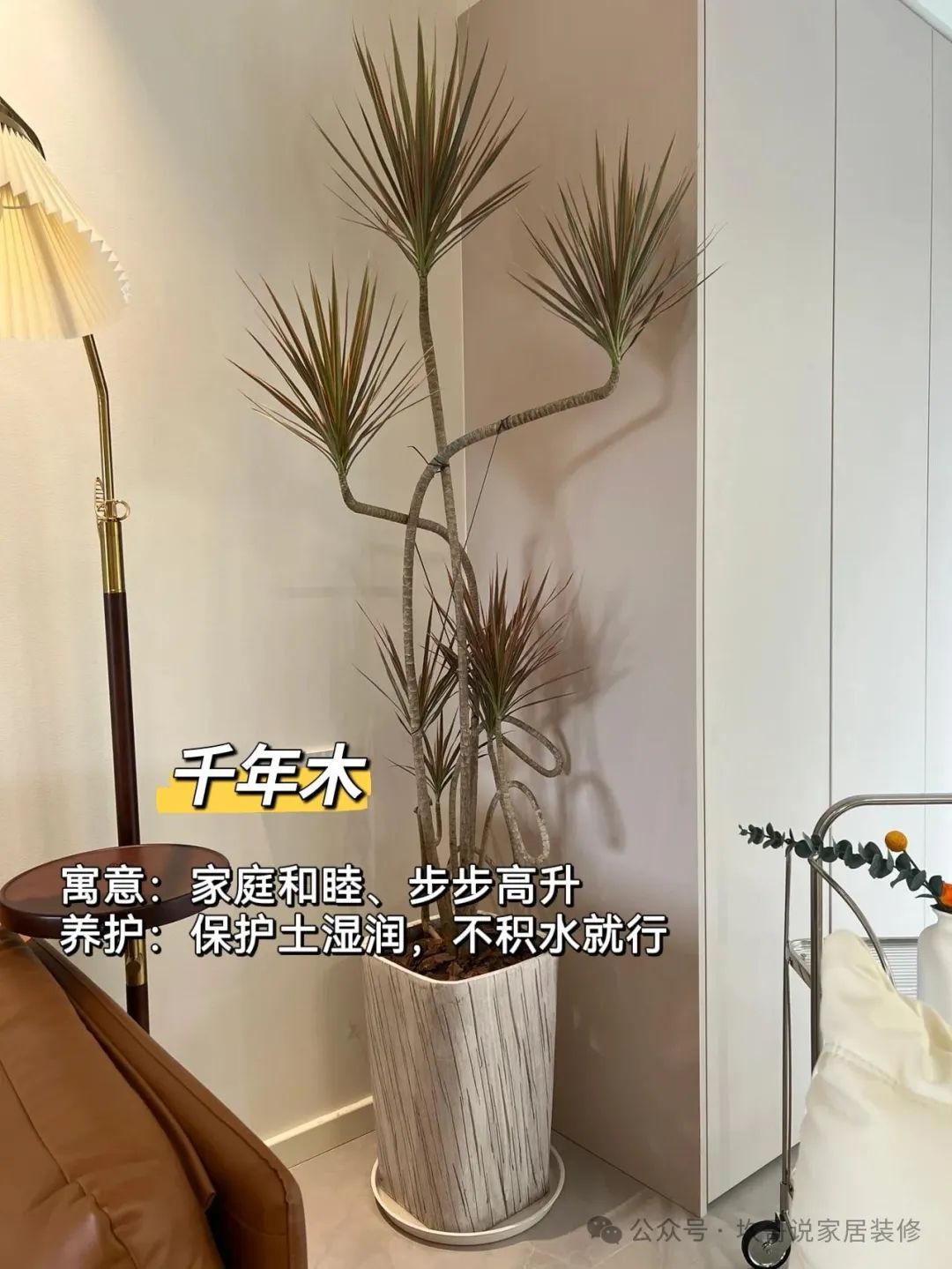 懶人養(yǎng)植物_最適合懶人養(yǎng)的綠植_養(yǎng)綠植適合懶人養(yǎng)嗎