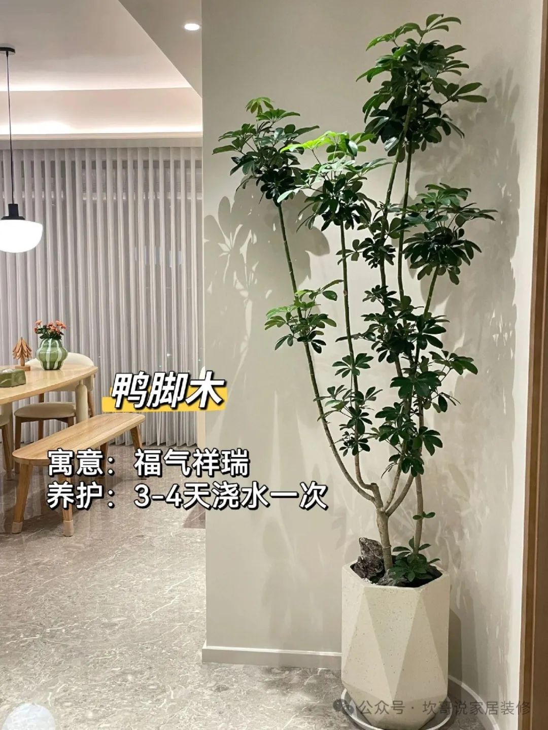 懶人養(yǎng)植物_最適合懶人養(yǎng)的綠植_養(yǎng)綠植適合懶人養(yǎng)嗎