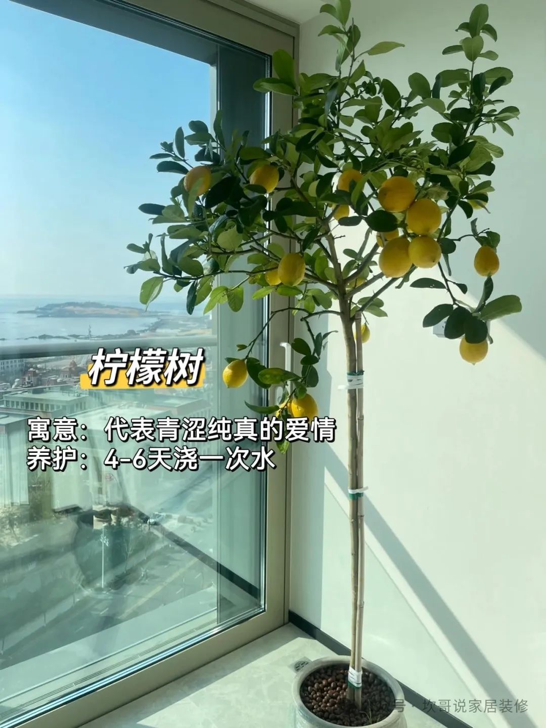 懶人養(yǎng)植物_最適合懶人養(yǎng)的綠植_養(yǎng)綠植適合懶人養(yǎng)嗎